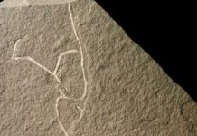 Ancient seaweed fossils some of the oldest of multicellular life