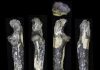 Australopithecus fossils found east of the Great Rift Valley