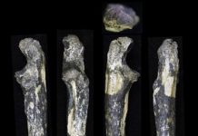 Australopithecus fossils found east of the Great Rift Valley
