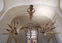 Bear bone discovery re-writes human history in Ireland