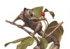 Chew on this: Study of ancient teeth bites theory of early primate disappearance
