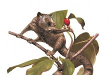 Chew on this: Study of ancient teeth bites theory of early primate disappearance