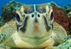 Decline of crocodile ancestors was good news for early marine turtles