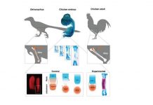 Dinosaur-like lower leg created on bird through molecular experiment