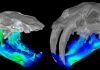 Extinct Marine Mammal Hunted Clams with a Big Bite