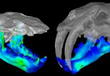 Extinct Marine Mammal Hunted Clams with a Big Bite