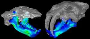 Extinct Marine Mammal-GeologyPage