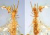First microwhip scorpion from Mesozoic period found in Burmese amber