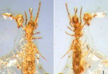 First microwhip scorpion from Mesozoic period found in Burmese amber