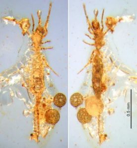 First microwhip scorpion-GeologyPage