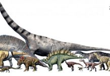 How many dinosaurs were there?