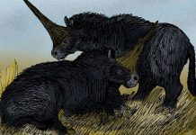 Humans, ‘unicorns’ may have walked Earth at same time: study