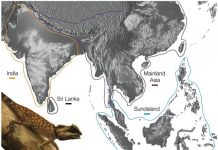 Land bridges linking ancient India, Eurasia were ‘freeways’ for biodiversity exchange