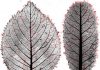 Leaf mysteries revealed through the computer’s eye