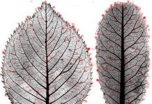 Leaf mysteries revealed through the computer’s eye