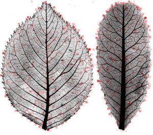 Leaf mysteries revealed-GeologyPage