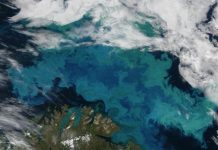 Major source of methanol in the ocean identified