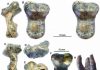 New amphicyonid material found from the Early Miocene of Central Nei Mongol