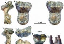 New amphicyonid material found from the Early Miocene of Central Nei Mongol