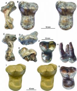 New amphicyonid material-GeologyPage