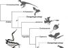 New basal bird from China reveals the morphological diversity in early birds