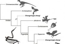 New basal bird from China reveals the morphological diversity in early birds