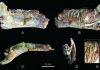 New hadrosauroid dinosaur found from the late Cretaceous of Shanxi, China