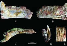 New hadrosauroid dinosaur found from the late Cretaceous of Shanxi, China
