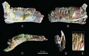 New hadrosauroid dinosaur -GeologyPage