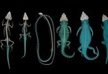 New micro-CT scanner allows inside view of even the tiniest fossils