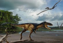 Newly discovered dinosaur reveals how T. rex became king of the Cretaceous