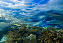 Nitrogen factories in the Cretaceous oceans