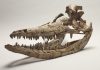 Palaeontologist helps to rebuild giant prehistoric sea creature