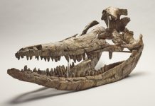 Palaeontologist helps to rebuild giant prehistoric sea creature