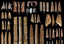 Paleolithic bone tools found from South China
