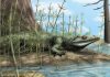 Paleontologists discover 250-million-year-old new species of reptile in Brazil