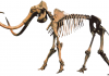 Partial skull of Columbian mammoth found in Oklahoma