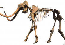 Partial skull of Columbian mammoth found in Oklahoma