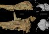 Penguin brains not changed by loss of flight