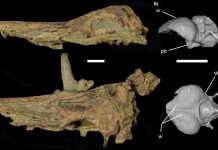 Penguin brains not changed by loss of flight