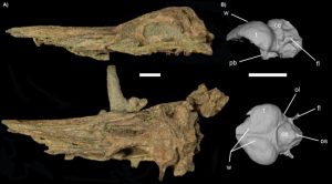 Penguin brains not-GeologyPage