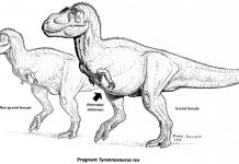 Pregnant T. rex could aid in dino sex-typing