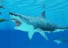 Prey scarcity and competition led to extinction of ancient monster shark