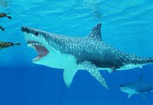 Prey scarcity and competition led to extinction of ancient monster shark