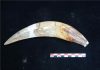 Saber-toothed cats hunted on the South American plains