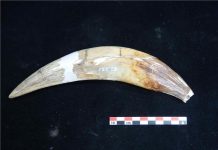 Saber-toothed cats hunted on the South American plains