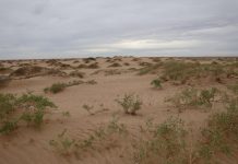 Sand dunes are important desert dust sources
