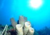 Scientists call for new strategy to study climate change impacts on coral reefs