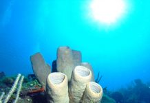 Scientists call for new strategy to study climate change impacts on coral reefs