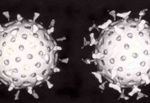 Scientists uncover history of ancient viruses as far back as 30 million years ago
